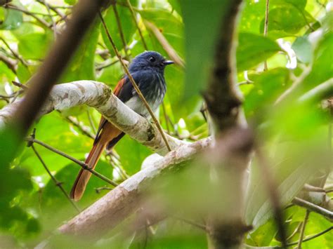 Visayan Fantail Ebird