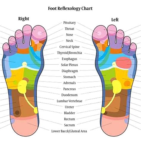 Foot Reflexology Chart Poster Laminated Danielaboltresde