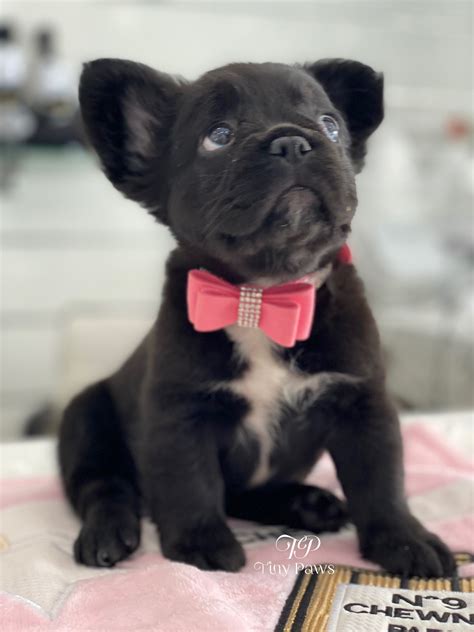 He will be ready starting 12/28. Queen Of Spades Rare Fluffy Frenchie Puppy For Sale - Tiny ...