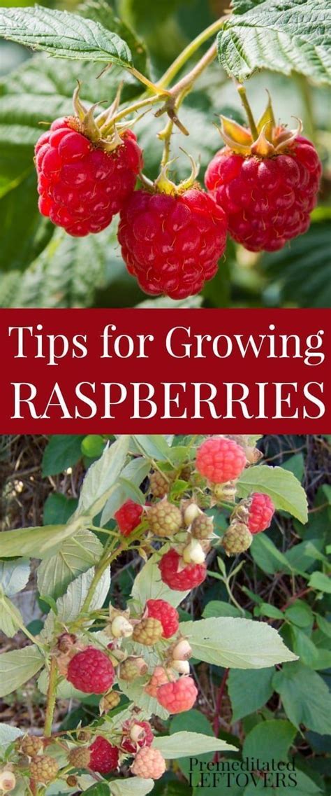 Tips For Growing Raspberries Including How To Plant Raspberries How