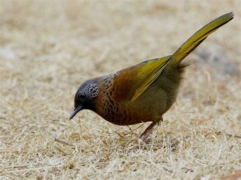 Chestnut Crowned Laughingthrush Alchetron The Free Social Encyclopedia