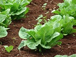 Lactuca sativa (cultivated lettuce): Go Botany