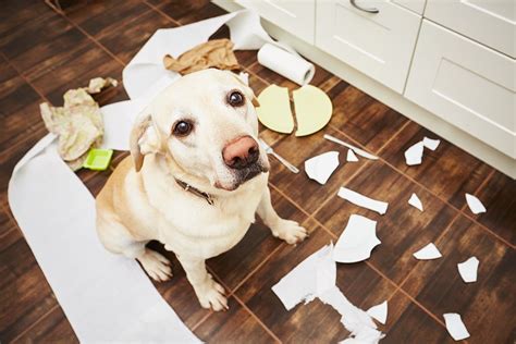 5 Steps To A Better Behaved Dog