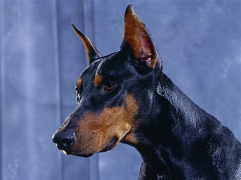 Doberman Pinscher Wallpapers Images Photos Pictures Backgrounds