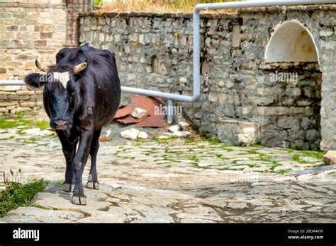 Brown Caucasian Cow Bos Taurus In A Traditional Stone Paved Alley In