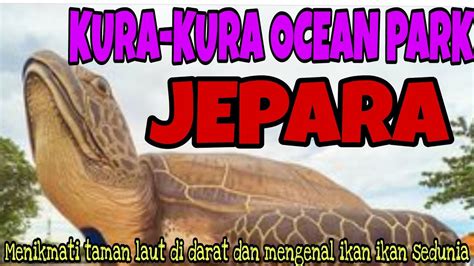 Kura Kura Ocean Park Jepara Taman Laut Indonesia Yang Bisa Melihat
