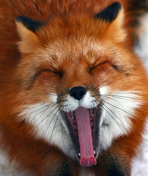 Red Fox Vulpes Vulpes Part Ii Help Change The World