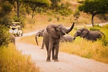 Five Best Serengeti Safari Tours | Discover Africa Safaris