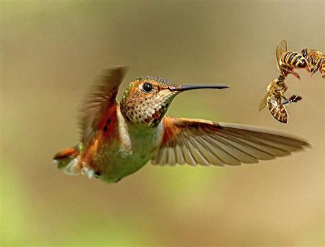 Hummingbird Vs Bees Photograph By Sheldon Bilsker
