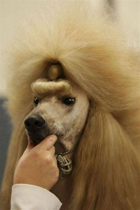 23 Weird Dog Hairdos That Will Either Make You Laugh Or Cringe 01 Funny