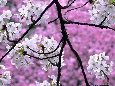Gorgeous Cherry Blossom Wallpaper Full Hd Pictures