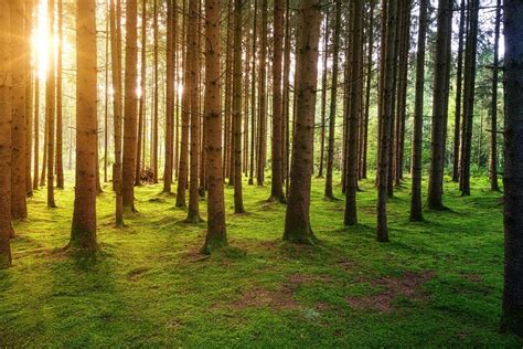 Why Forests Are Important 10 Reasons Why Forests Are Important By