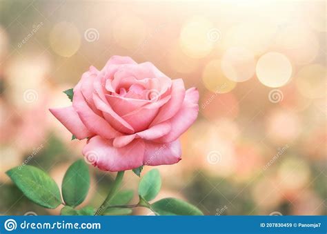 Pink Rose Flowers On Bokeh Light Glitter Background For Love Wedding