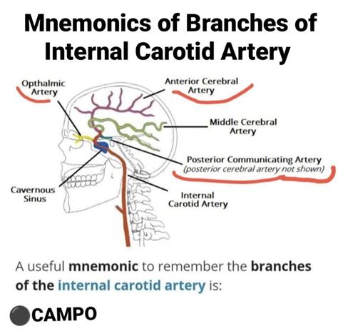 Maxillary Artery Branches Mnemonic My XXX Hot Girl