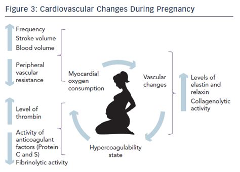 Figure 3 Cardiovascular Changes During Pregnancy Radcliffe Cardiology