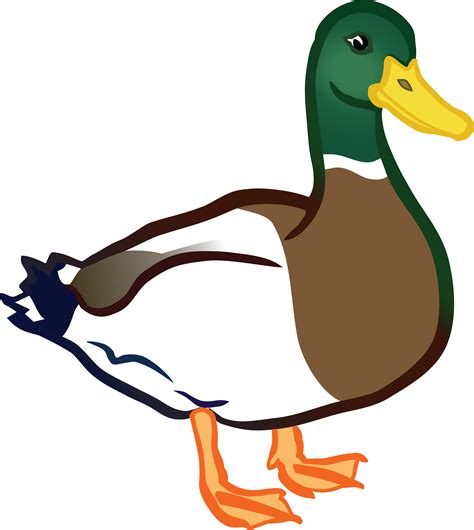 Clipart Duck