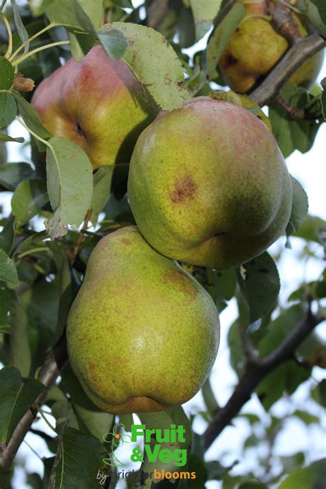 Pear Doyenne Du Comice Grow Veg And Fruit By Brighter Blooms