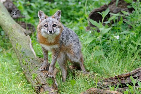 Jeff Wendorff Nature And Wildlife Photography Portfolio Gray Fox