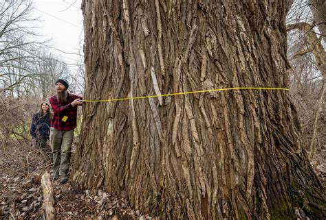 New Yorks Largest Documented Tree Discovered In Schaghticoke