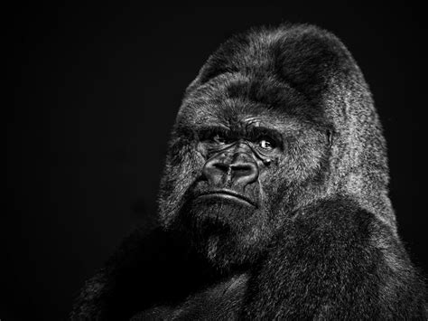 Gorilla Full Hd Wallpaper And Background Image 2560x1920 Id373176