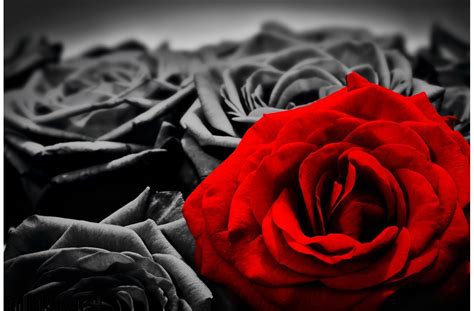 Romantic Greeting Card Red Rose Against Black White Roses Wall Mural