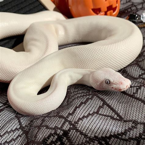 Reptile Classifieds Female Blue Eyed Lucy Bel Ball Python
