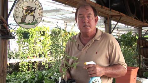 Keep bugs off my vegetables! Natural Ways to Keep Bugs Off of Tomato Plants - YouTube