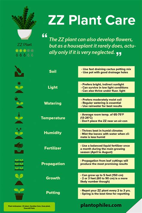 Zz Plant Best How To Care And Propagation Guide 101 Zz Plant Care