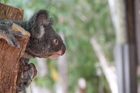 Koala Genome Reveals Its Secrets Science Meets Business