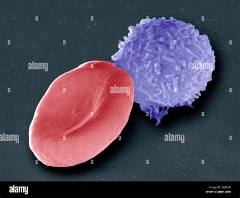 Blood Cells Coloured Scanning Electron Micrographsem Of A Human Red