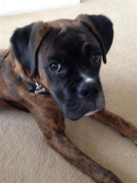 Male Brindle Boxer Dog Ten Months Old Brighton East