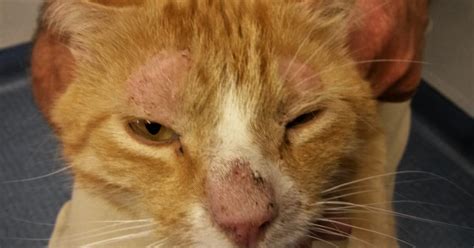 Pyoderma Cat Bacterial Infection Skin