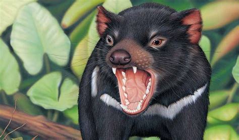 A Hefty Bone Crunching Extinct Relative To The Tassie Devil Discovered
