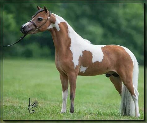 Pin By Abbigayle Kubis On Miniature Horses Pony Breeds Miniature