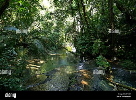 Jungle Creek A Stream In The Rainforest Stock Photo Alamy