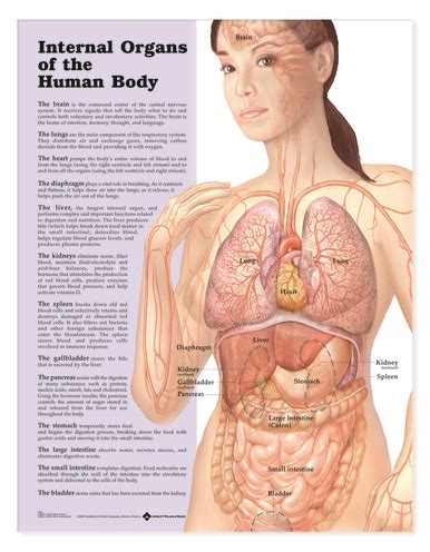 Human body woman posterior view. Reference Chart - Internal Organs of the Human Body ...