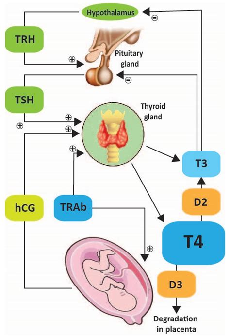 Ijerph Free Full Text Management Of Endocrinopathies In Pregnancy