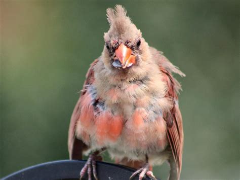 Juvenile Cardinals Identification Guide With Pictures Unianimal