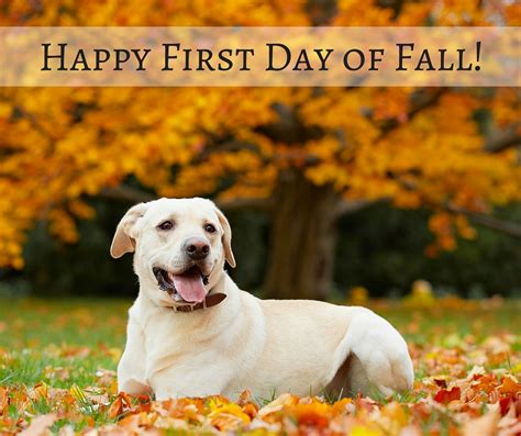 Bregman Veterinary Group Happy First Day Of Fall