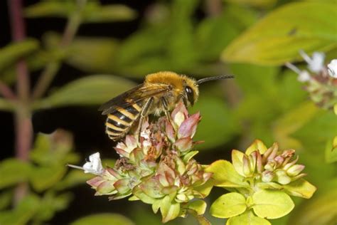 How To Identify And Attract Pollinators To Your Garden Discover Wildlife