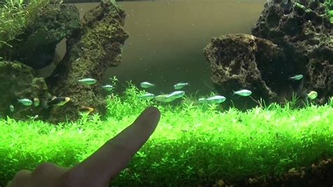 We did not find results for: Best DIY planted aquarium LED lighting. These planted ...