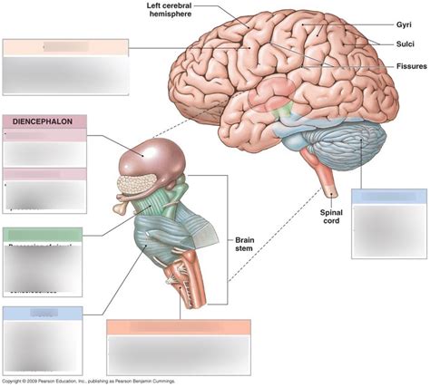 Diagram Of Brain Diagram Quizlet
