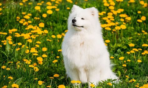 Samoyed Dog Breed Characteristics Care And Photos Bechewy