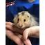 All About Hamsters  Nova Pets Health Center
