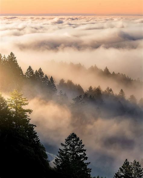 Forestdweller Santa Cruz Mountains