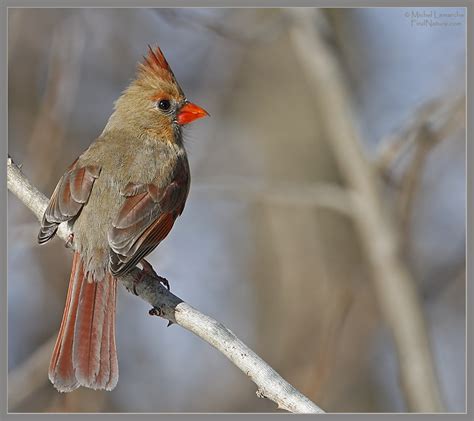 Photos Cardinal Rouge Northern Cardinal Cardinalis