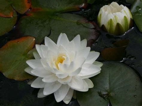Nymphaea Gonnere Water Lily Aquatic Plants Nursery