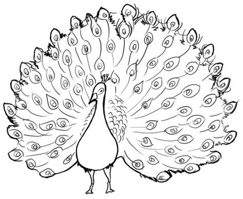 You can print out this peacock coloring page and color it with your kids. Draw a peacock | Peacock coloring pages, Peacock drawing ...