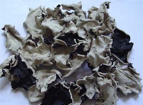 India reporta casi 9.000 casos de mucormicosis, la. Hongo negro - Hongo negro proporcionado por San You (Sui ...