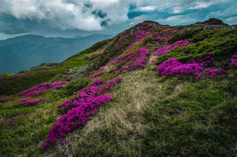 Wonderful Blooming Alpine Pink Rhododendrons On The Mountain Ridge